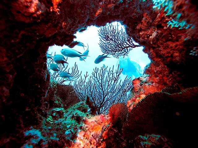  Coral reefs 